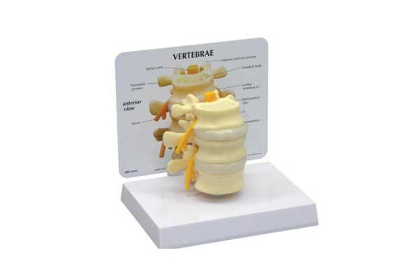 podstawowy model kręgów - 1019507 3b scientific modele anatomiczne 2
